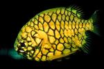 Pinecone Fish, (Monocentris japonica), Beryciformes, Monocentridae, AAAV01P10_08.4091
