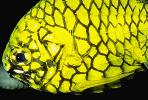 Pinecone Fish, (Monocentris japonica), scales, AAAV01P10_08B.0150