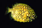 Pinecone Fish, (Monocentris japonica), Beryciformes, Monocentridae, AAAV01P10_09