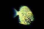 Pinecone Fish, (Monocentris japonica), Beryciformes, Monocentridae, AAAV01P10_10