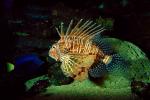 Black Volitan Lionfish, (Pterois volitans), Scorpaeniformes, Scorpaenidae, Pteroinae, venomous coral reef fish, scorpionfish, venemous, AAAV01P10_11.2563