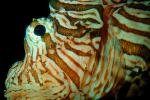 Lionfish Head, Scorpaeniformes, Scorpaenidae, scorpionfish, venemous
