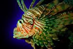 Lionfish Lurking, Scorpaeniformes, Scorpaenidae, scorpionfish, venemous