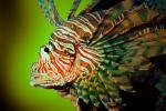 Lionfish Face, Scorpaeniformes, Scorpaenidae, scorpionfish, venemous, AAAV01P10_13
