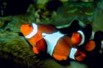 Nemo, Percula Clownfish, (Amphiprion percula), Perciformes, Pomacentridae, anemonefish, AAAV01P10_14.1567