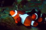 Nemo, Percula Clownfish, (Amphiprion percula), Perciformes, Pomacentridae, anemonefish, AAAV01P10_14.2563