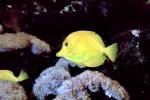 Yellow Tang, (Zebrasoma flavescens), Perciformes, Acanthuroidei, Acanthuridae, surgeonfish, AAAV01P10_17