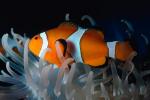 Nemo, Percula Clownfish, (Amphiprion percula), Perciformes, Pomacentridae, anemonefish, AAAV01P11_01.4091