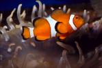 Nemo, Percula Clownfish, (Amphiprion percula), Perciformes, Pomacentridae, anemonefish, AAAV01P11_02.2563
