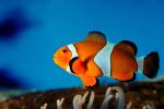 Nemo, Percula Clownfish, (Amphiprion percula), Perciformes, Pomacentridae, anemonefish, AAAV01P11_04.4091