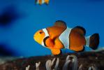 Nemo, Percula Clownfish, (Amphiprion percula), Perciformes, Pomacentridae, anemonefish, Amphiprion percula, AAAV01P11_04
