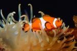 Nemo, Percula Clownfish, (Amphiprion percula), Perciformes, Pomacentridae, anemonefish, AAAV01P11_05.4091