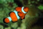 Nemo, Percula Clownfish, (Amphiprion percula), Perciformes, Pomacentridae, anemonefish, AAAV01P11_06.4091