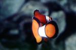 Nemo, Percula Clownfish, (Amphiprion percula), Perciformes, Pomacentridae, anemonefish, AAAV01P11_07