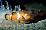 Nemo, Percula Clownfish, (Amphiprion percula), Perciformes, Pomacentridae, anemonefish, AAAV01P11_08