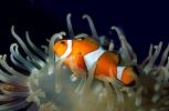 Nemo, Percula Clownfish, (Amphiprion percula), Perciformes, Pomacentridae, anemonefish