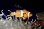 Nemo, Percula Clownfish, (Amphiprion percula), Perciformes, Pomacentridae, anemonefish, AAAV01P11_10