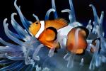Nemo, Percula Clownfish, (Amphiprion percula), Perciformes, Pomacentridae, anemonefish, AAAV01P11_11