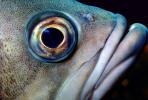 Eye of a Rockfish