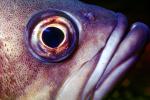 Rockfish Eye and Mouth