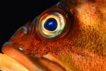 Rockfish Eye, AAAV01P12_09.4091