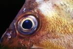 Rockfish Eye, AAAV01P12_10