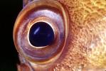 Rockfish Eye, AAAV01P12_14
