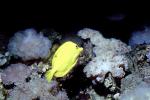 Yellow Tang, (Zebrasoma flavescens), Perciformes, Acanthuroidei, Acanthuridae, surgeonfish, AAAV01P13_16