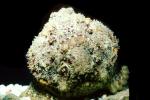 Deadly Stonefish, Reef Stonefish, (Synanceia verrucosa), Scorpaeniformes, Synanceiidae, venomous, scorpionfish, venemous, AAAV01P14_03