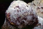 Deadly Stonefish, Reef Stonefish, (Synanceia verrucosa), Scorpaeniformes, Synanceiidae, venomous, scorpionfish, venemous, AAAV01P14_04
