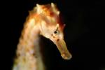 Seahorse profile