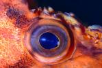 Rockfish Eye, Lens, AAAV01P14_17.2563