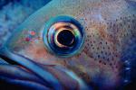 Rockfish, eyes, AAAV01P14_18.4091