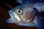 Rockfish, eyes, Mouth Agape, AAAV01P14_19.2563