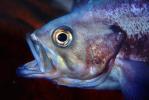 Rockfish, eyes, AAAV01P14_19