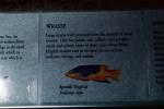 Spanish Hogfish, (Bodianus rufus), [Labridae], Wrasse, Perciformes, Rockfish, eyes, AAAV01P15_03