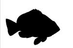 Indigo Hamlet silhouette, logo, Indigo Hamlet, (Hypoplectrus indigo), Perciformes, Serranidae, shape, AAAV01P15_06M