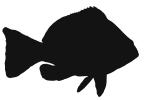 Indigo Hamlet silhouette, logo, Indigo Hamlet, (Hypoplectrus indigo), Perciformes, Serranidae, shape, AAAV01P15_07CM