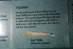 Sand Tilefish, (Malacanthus plumieri), AAAV01P15_09