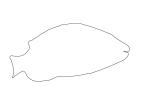 Stoplight Parrotfish Outline, line drawing, shape, AAAV01P15_12O