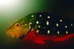 Stoplight Parrotfish, initial phase, Sparisoma viride