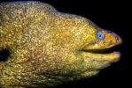 California Moray Eel, (Gymnothorax mordax), Anguilliformes, Muraenidae, eyes, AAAV02P01_14.2563