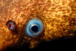 California Moray Eel, (Gymnothorax mordax), Anguilliformes, Muraenidae, eyes, AAAV02P01_19.4092