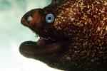 California Moray Eel, (Gymnothorax mordax), Anguilliformes, Muraenidae, eyes, AAAV02P02_01