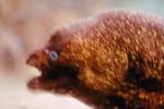 California Moray Eel, (Gymnothorax mordax), Anguilliformes, Muraenidae, eyes, AAAV02P02_02.4092