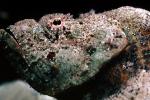 Deadly Stonefish, Reef Stonefish, (Synanceia verrucosa), Scorpaeniformes, Synanceiidae, venomous, scorpionfish, venemous, AAAV02P02_19