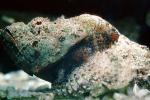 Deadly Stonefish, Reef Stonefish, (Synanceia verrucosa), Scorpaeniformes, Synanceiidae, venomous, scorpionfish, venemous, AAAV02P03_01