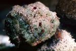 Deadly Stonefish, Reef Stonefish, (Synanceia verrucosa), Scorpaeniformes, Synanceiidae, venomous, scorpionfish, venemous, AAAV02P03_03