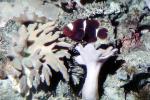 Clownfish, Coral