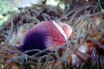 Pink Skunk Anemonefish, (Amphiprion perideraion), Pomacentridae, Clownfish, Anemone, AAAV02P04_06